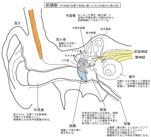 新鮮な顔 部位 名称 医学 最高のぬりえ