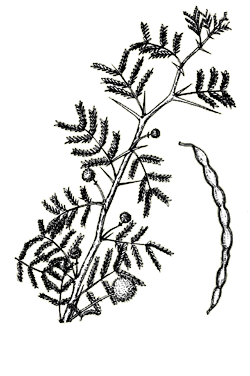 In parkinsonia aculeata, the rachis ends in a spine. Fabaceae Legume Family