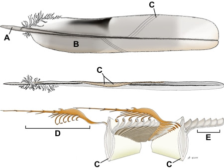 Diagram of a feather