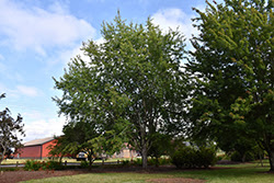 Check spelling or type a new query. Autumn Fantasy Maple Acer X Freemanii Autumn Fantasy In Milwaukee Brookfield Waukesha New Berlin Pewaukee Wisconsin Wi At Minor S Garden Center