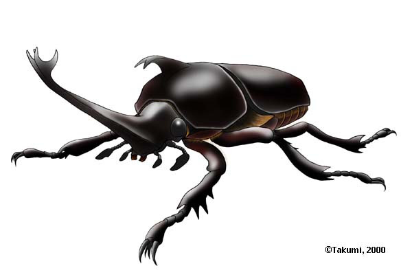 Jpirasutotavjib リアル カブトムシ イラスト 簡単