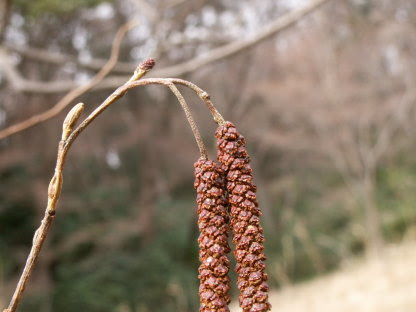 75 ハンノキ 花 最高の花の画像