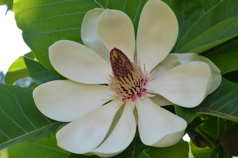 最高かつ最も包括的なマグノリア 花 香り 美しい花の画像
