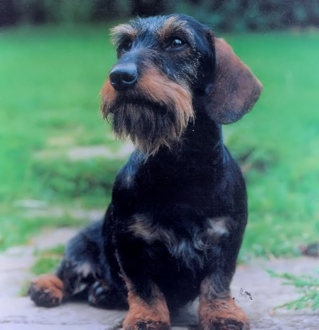 We are a small breeder of akc registered smooth coat dachshunds, located in the foothills of northern california. Gleneagle Dachshunds Gleneagle Farm In Luray Virginiagleneagle Farm