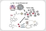 Scientists develop fluorescent probe to identify cancer stem cells