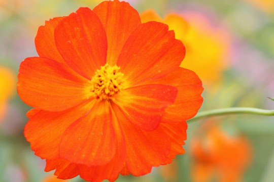 すべての美しい花の画像 新着オレンジ の コスモス