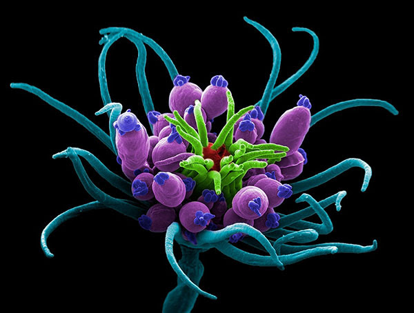 Coloured scanning electron micrograph (SEM) of the hydroid, Ectopleura larynx.
