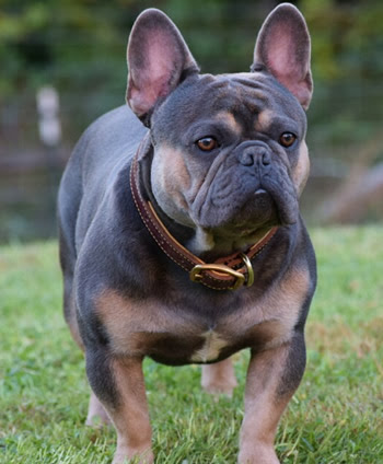 French Bulldog Breeders Near Me - All You Need Infos