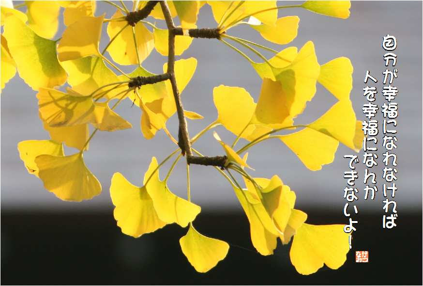 新着花 いちょう 最高の花の画像
