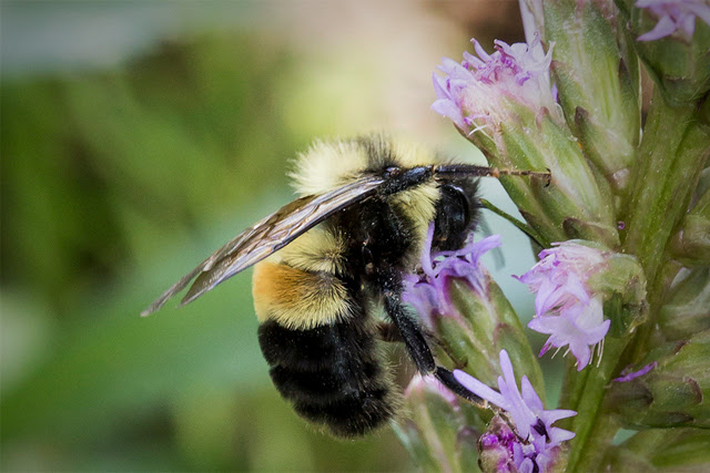 Rusty Patched Bumble Bee