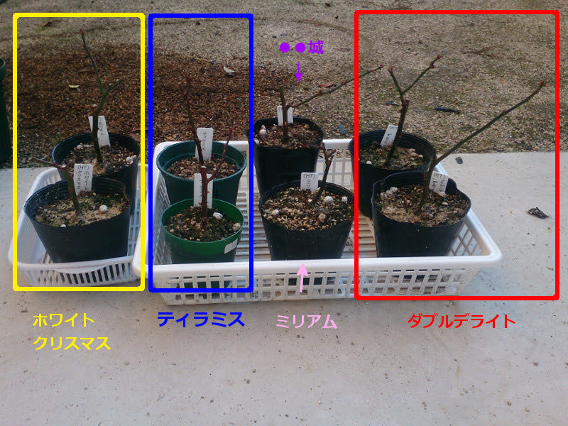 すべての美しい花の画像 上薔薇 挿し木 植え替え