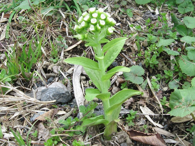 すべての美しい花の画像 エレガントふきのとう 花 食べ られる