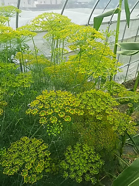美しい花の画像 これまでで最高のディル 花