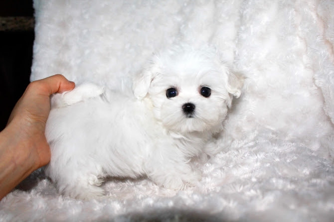 Are malteses a good option for apartments? Akc Tea Cup Maltese Puppies Text 404 600 7681 Houston For Sale Houston Pets Dogs