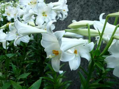 すべての美しい花の画像 ロイヤリティフリーユリ科 花 図鑑
