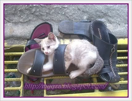 AyaT BoDeK : sayA sanGaT coMeL TaPi comEL LaGi Bos yanG 