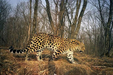 World's rarest big cat could be making a comeback