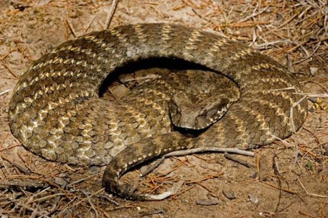 9.bothrops atrox (fer de lance). Top 10 Die Giftigsten Schlangen Der Welt Kunstop De