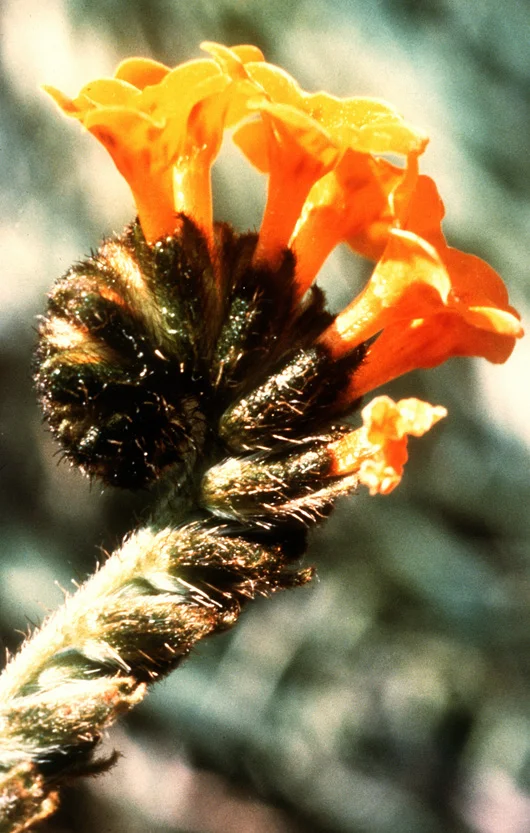 Large‐flowered fiddleneck: Singing for bliss generation, explicitly and online? On Pandora.com, Just enjoyed hearing this song: "Found A Wonderful Savior," ... "gospel roots," "r & b influences," "Old Time music styles" ... with these attributes cataloged for this track by the Music Genome Project, Learn to sing like this in Google group video Hangouts in real, real time, with feedback from both software, and possibly a live director, e.g. Joseph Jennings or Bernice Johnson Reagon? What would software for this look like? And in a course in edX, or similar?