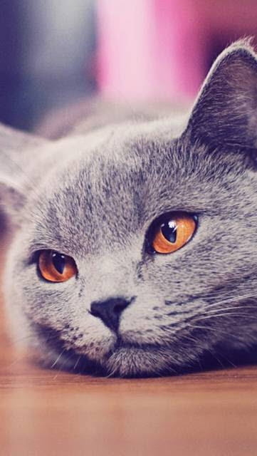 すべての美しい花の画像 最高のおしゃれ 猫 壁紙 Iphone