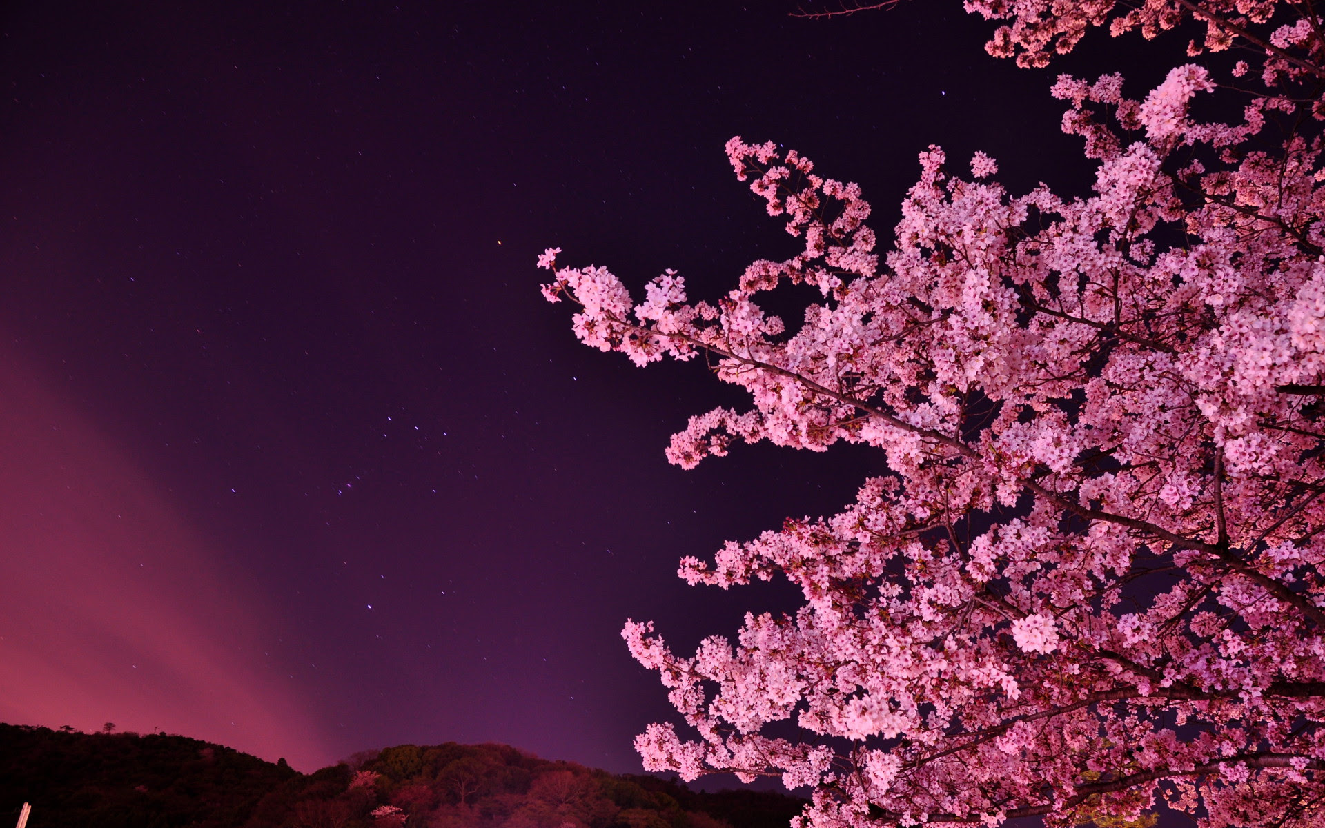 心に強く訴える夜桜 壁紙 美しい花の画像