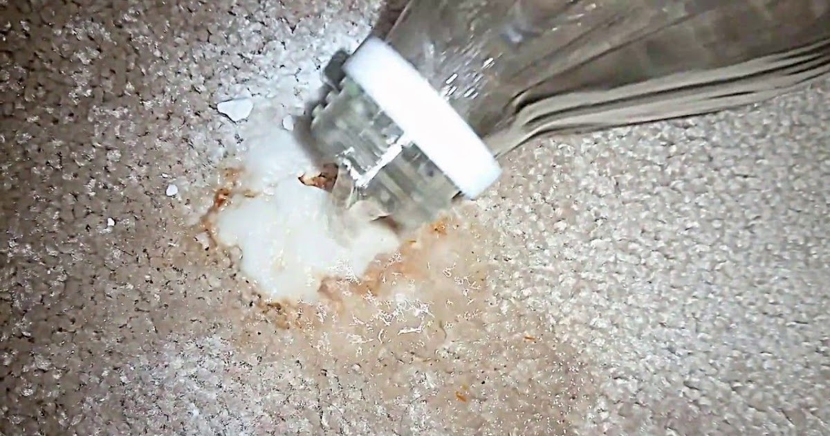 How To Clean Dog Urine Smell From Carpet With Vinegar And