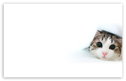 心に強く訴えるデスクトップ 猫 壁紙 おしゃれ すべての美しい花の画像
