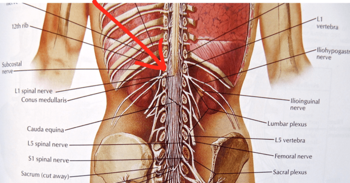 What Organ Is Located In The Lower Back / Print Chapter 1 ...