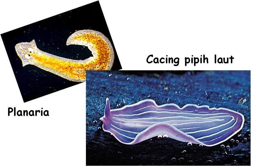  Gambar Hewan Filum Platyhelminthes  Gambar  C