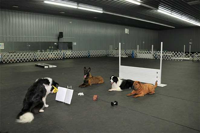 Our certified dog trainers are experts at training puppies! Up Front Obedience School And Dog Training Center New Jersey