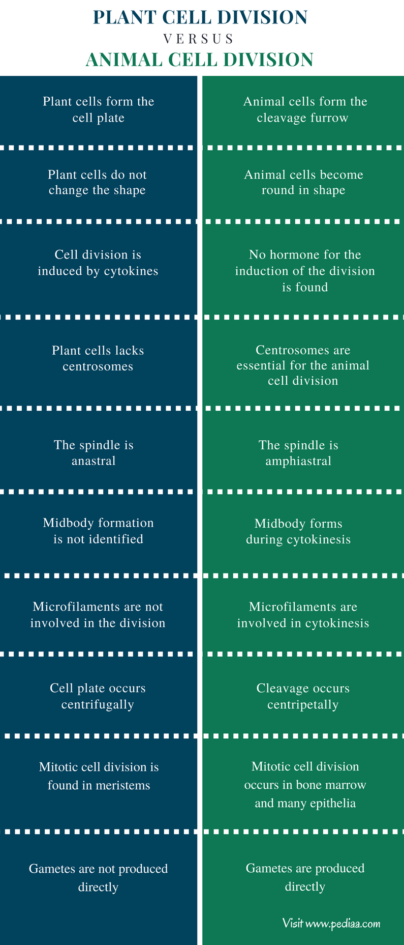 Check spelling or type a new query. Difference Between Plant And Animal Cell Division Characteristics Phases Comparison