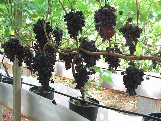 Things to dohome and garden. How To Grow Grapes In Your Backyard Alices Wonderland Nursery