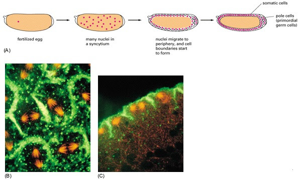 calvin klein: animal cell undergoing mitosis