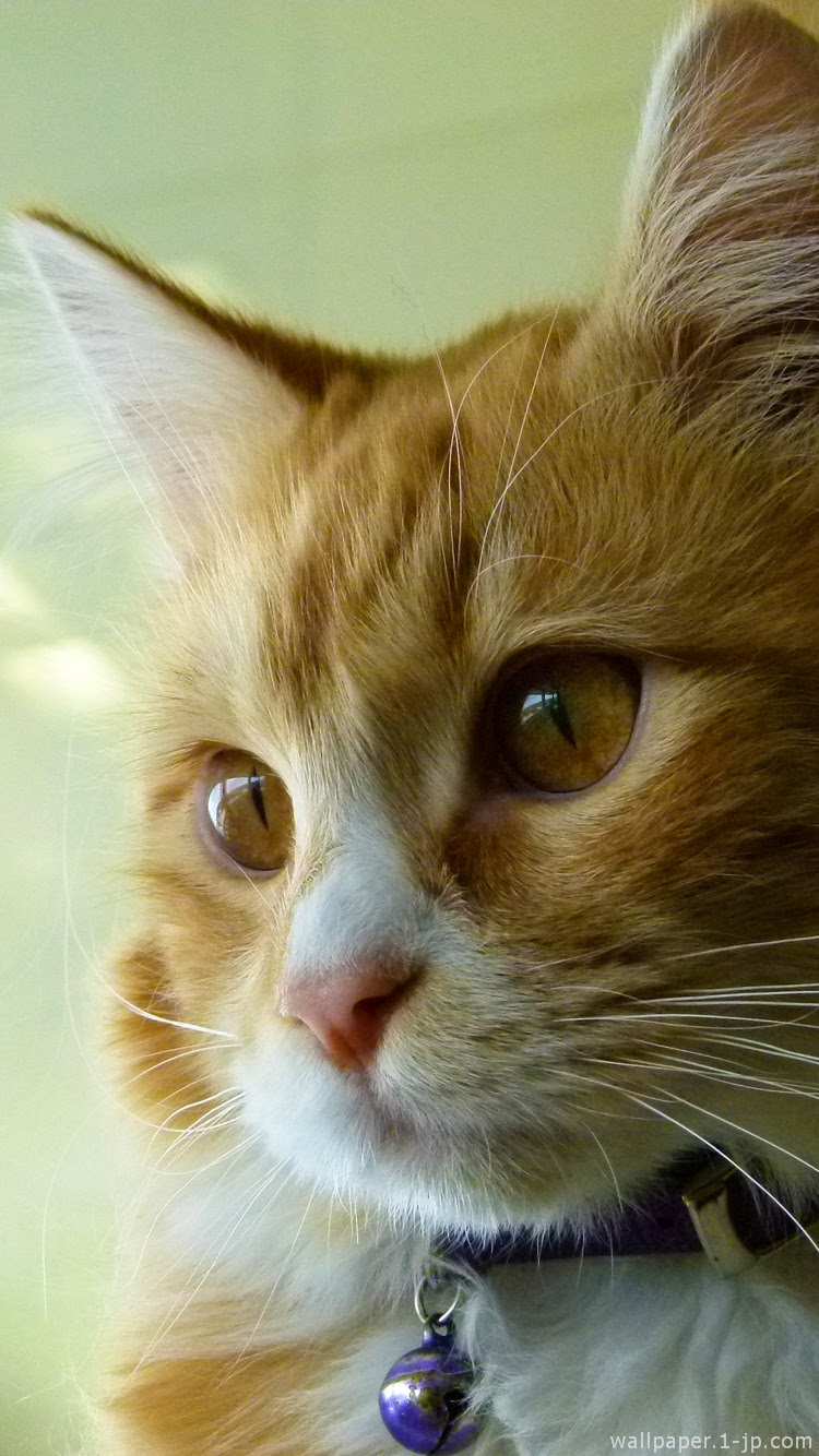35 Iphone 壁紙 猫 Jpbestwallpaper