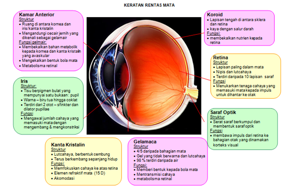 Gambar Anatomi  Mata  Tanpa Keterangan Koleksi Anatomi 