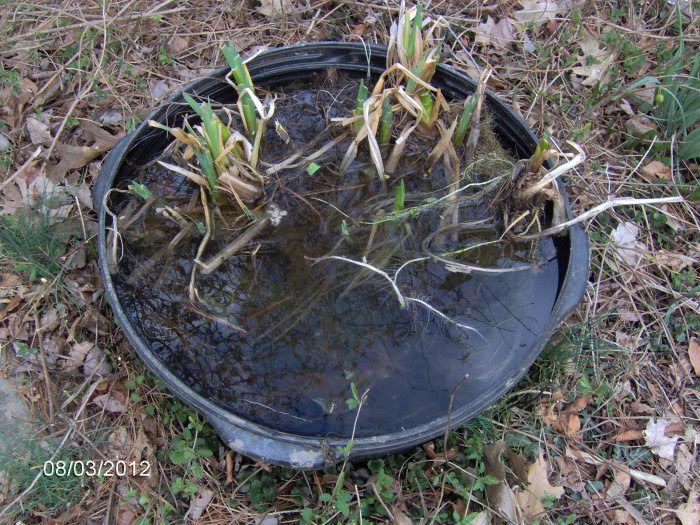 Available in sizes from 300 to 20,000 gallons. Robyn S 20 Gallon Tub Pond Page