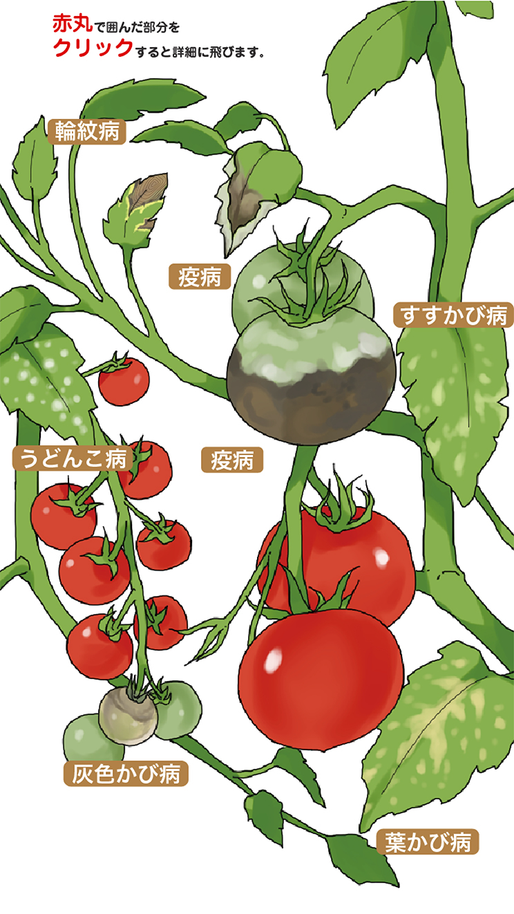 あなたのためのイラスト 綺麗なトマト 苗 イラスト