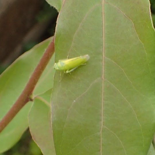 最も欲しかった 緑 小さい虫 緑 小さい虫 大量発生