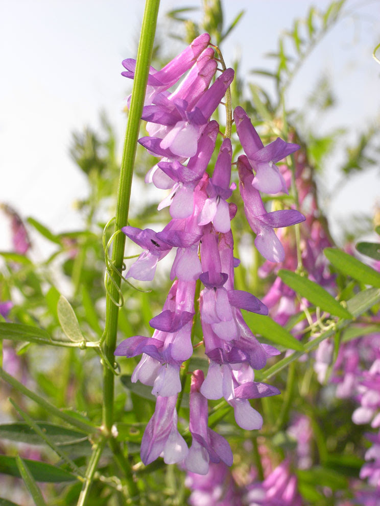 これまでで最高の春 雑草 紫 すべての美しい花の画像