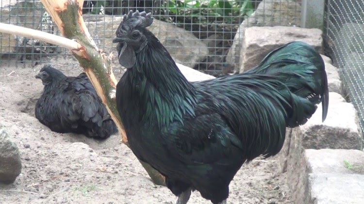 Ayam Cemani Hewan  Unik Yang  Langka  Dari  Indonesia