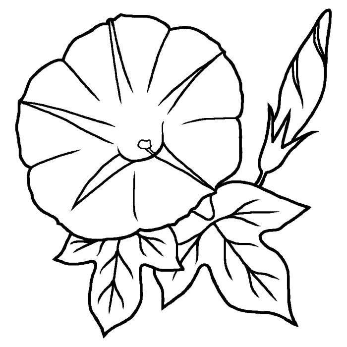 美しい花の画像 これまでで最高の朝顔 イラスト 白黒