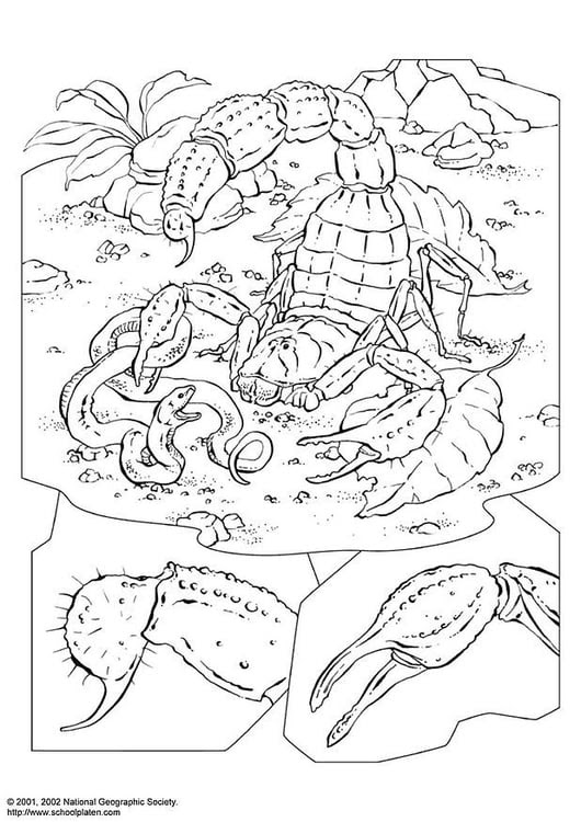 Download 207+ Giant Desert Scorpion Coloring Pages PNG PDF File