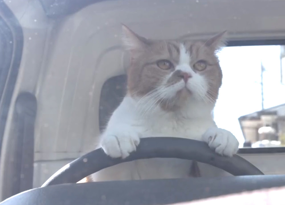 人生 Y モバイル 猫 100 で最高の画像