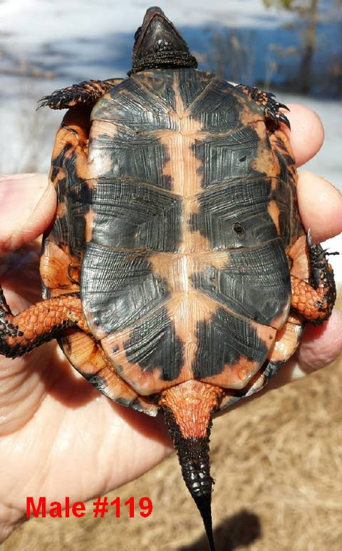 Pay attention to the sounds your turtle is making. Possible Gender Changes In Adult Spotted Turtles On Southcoast Of Massachusetts Turtle Journal