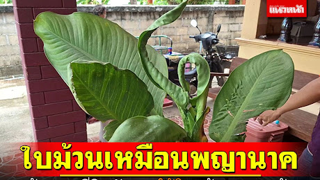 ข่าว Like สาระ - ให้โชคมาแล้ว! ต้นเศรษฐีวิลสัน ออกใบม้วนงอ ชูคอเหมือนพญานาค