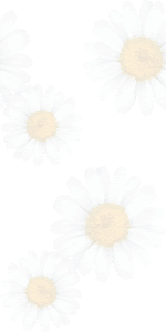 エレガントマーガレット イラスト 壁紙 最高の花の画像
