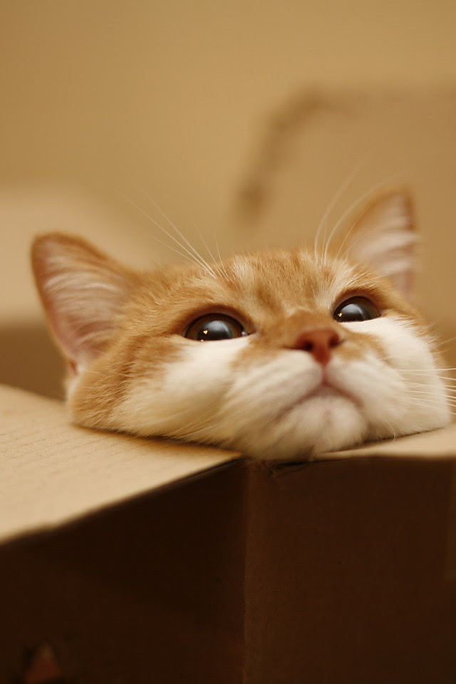 無料ダウンロード 猫 かわいい 壁紙 デスクトップ 壁紙 シンプル