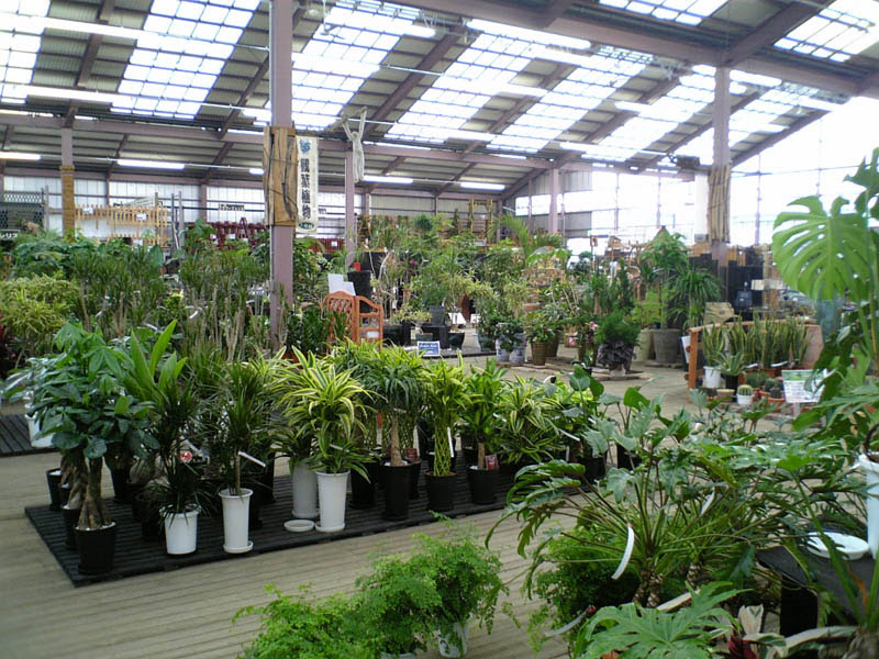 トップ100観葉 植物 千葉 すべての美しい花の画像