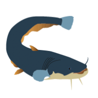 Animasi Ikan Lele Png - Arini Gambar