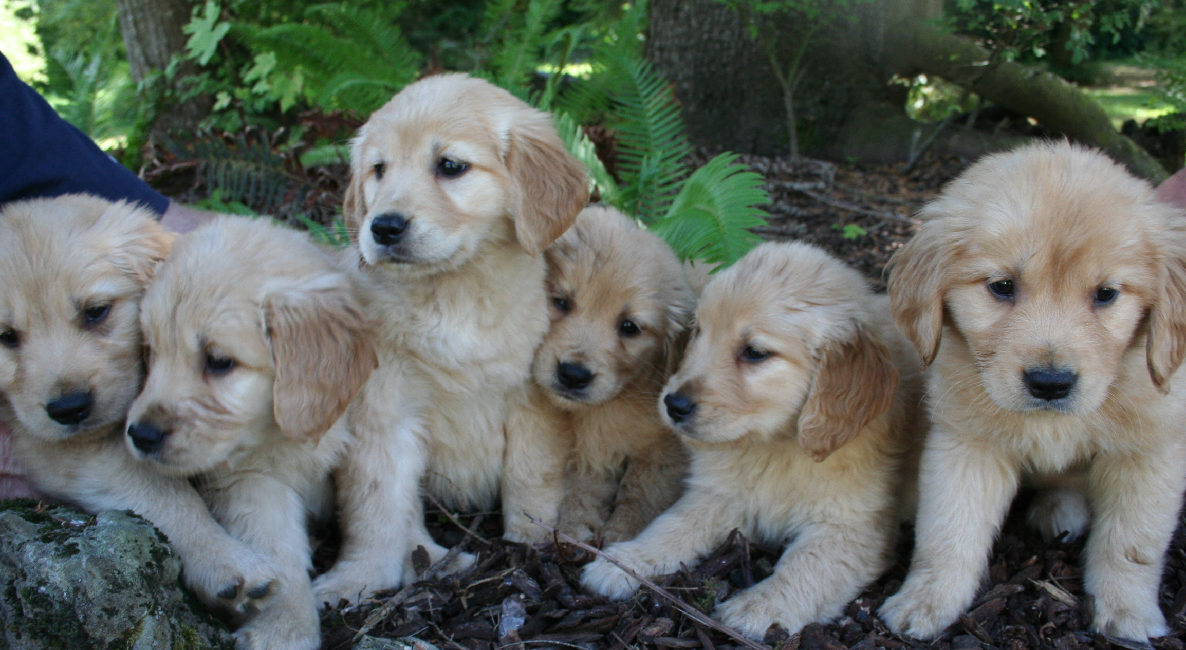 Farm tours are available for this and future litters, parents are on site for. About Northwest Goldens Breeder Of Golden Retrievers